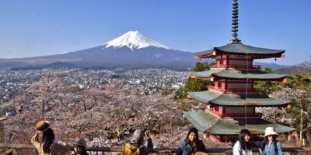 japon fuji cherry blossom tourism