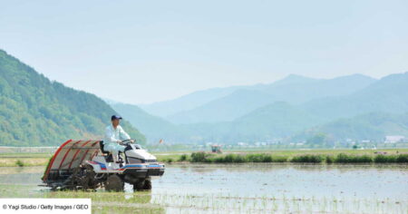 le japon a un probleme de riz et les touristes n y sont pas etrangers